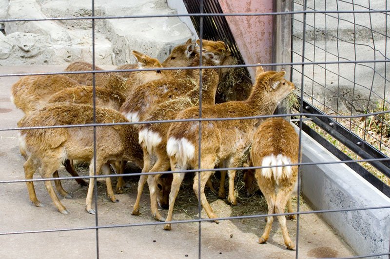 🏞️ 이노카시라 은사공원(이노카시라 온시코엔) 이미지 5